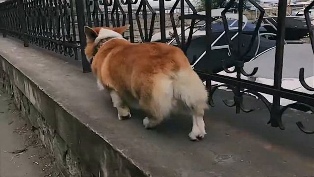 Корги на прогулке смотреть онлайн
