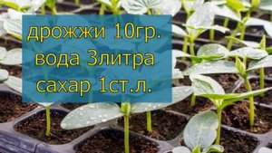ЛУЧШАЯ НАТУРАЛЬНАЯ ПОДКОРМКА ДЛЯ РАССАДЫ ОГУРЦОВ. ЧЕМ ПОДКОРМИТЬ РАССАДУ? ВЫРАЩИВАНИЕ РАССАДЫ.