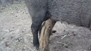 Реальные кабаны, детёныш кабана