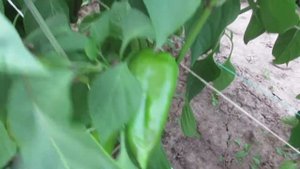 Почему появляется вершинная гниль на перцах и что делать