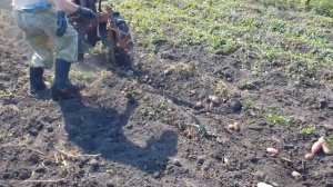 КОПАЕМ КАРТОШКУ МОТОБЛОКОМ КАСКАД.???