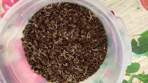 Как посеять морковь без заморочек ?! Все новое это забытое старое ! Что с семенами из НОСКА ?!