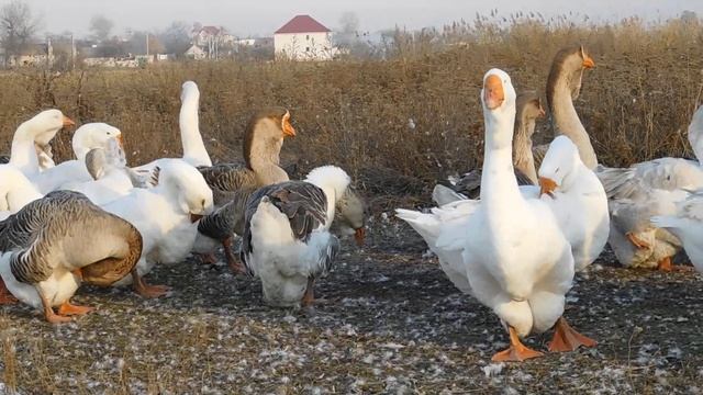 Холмогорские гуси 0674949494 Украина Днепропетровск Виталий смотреть онлайн