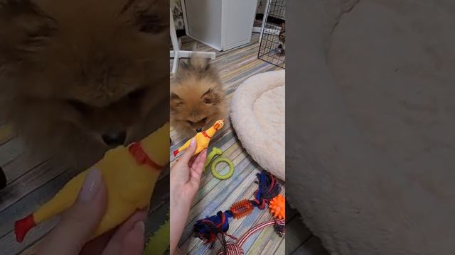 Щпиц. Первые дни дома. Покупки.#померанскийшпиц #шпиц