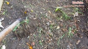 СПАСАЕМ МАЛИНУ ОТ БОЛЕЗНИ .ПУРПУРОВАЯ ПЯТНИСТОСТЬ-ДИДИМЕЛА..ЧЕРНЫЕ ПЯТНА НА СТЕБЛЯХ .СОХНУТ ЛИСТЬЯ.