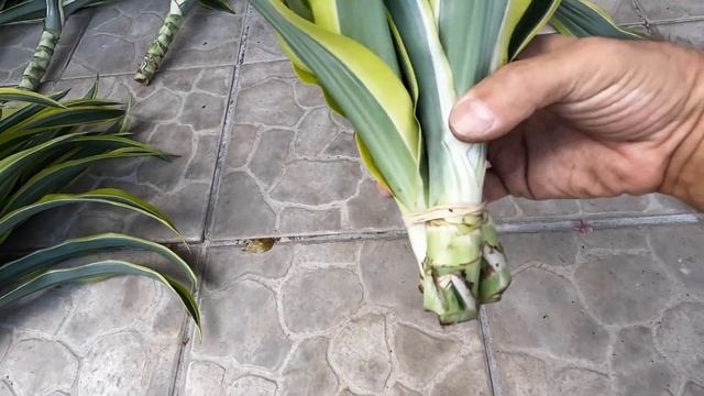 Dracaena Lemon Lime Propagation смотреть онлайн