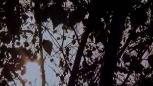 Очень красивое видео про осень