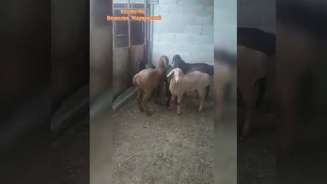 Арашанские овцы | Хозяйство Вячеслава Жарковского г.Бишкек ?+996 772 505 622 | Арашан койлору