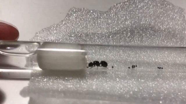 Кормим матку Messor structor , знакомства с маком смотреть онлайн