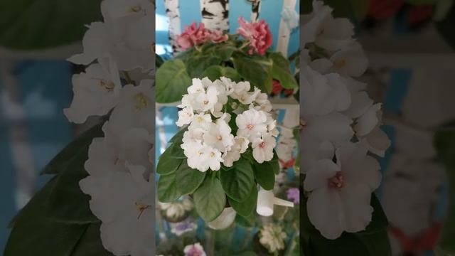 Фиалки на балконе смотреть онлайн