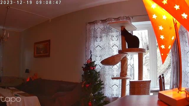 Смотри на кота через камеру наблюдения #cats #blackcatmajk #security #securitycamera