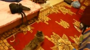 Кот Лёлик любит покататься