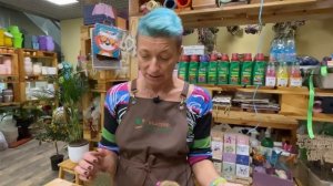 Цветущие кактусы маммилярия.  Набор кактусов в одном горшке.