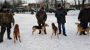 Московская выводка гончих 2019 Жаворонки