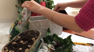 Пересадка сансевиерии ханни