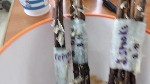 Хранение побегов гортензий и роз в холодильнике для черенкования. 19 января. смотреть онлайн