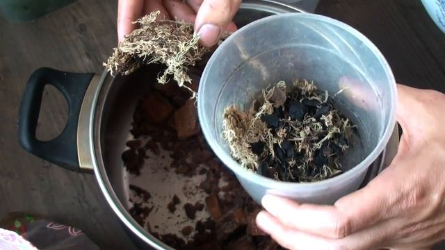 ПЕРЕСАДКА детки ОРХИДЕИ из инкубатора в КОРУ смотреть онлайн