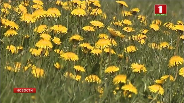 В Минске побит температурный рекорд 52-летней давности смотреть онлайн