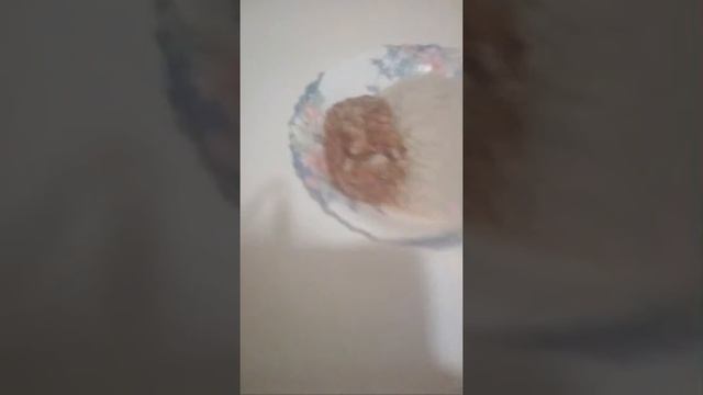 Трансляция Приготовила пшенную кашу с рыбой смотреть онлайн