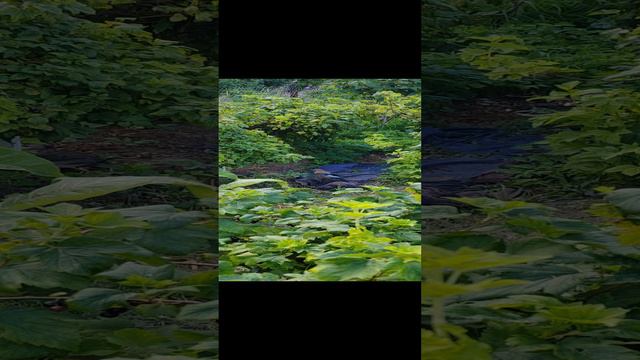 Что за птица?#shorts смотреть онлайн