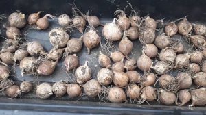 Чеснок на головки из бульбочек.