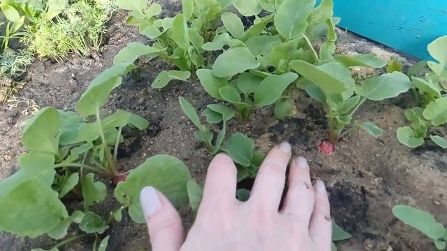 УМЕЮТ ЖЕ ЛЮДИ РЕДИС ВЫРАЩИВАТЬ ! В  ОГОРОДЕ У СОСЕДКИ