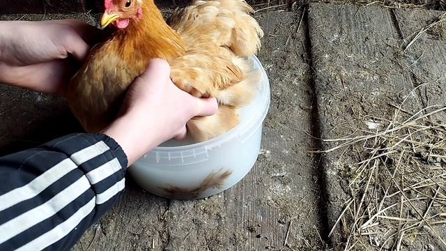 Клещ кнедокаптоз, у кур.Как и чем лечить. смотреть онлайн