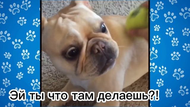 СМЕШНЫЕ французские бульдоги 11. Просто попробуй не рассмеяться