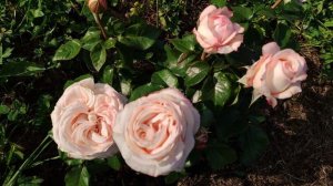 Розы. Цветение новинок в моем саду, с названиями сортов. (ч.3)