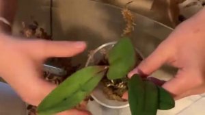 Repotting Cattleya Orchids