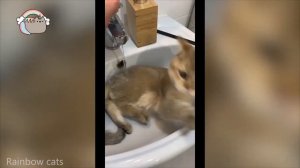 oh no oh no oh no no no song - CAT TIKTOK COMPILATION part 2
