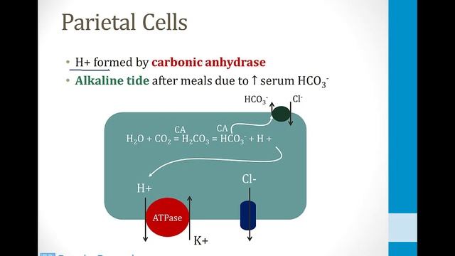 Гастроэнтерология USMLE - 2. Физиология ЖКТ - 3.Желудочно-кишечные выделения