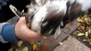 КАК ПРАВИЛЬНО ДЕРЖАТЬ УТКУ ПЕРЕД ЗАБОЕМ / ВЗВЕШИВАЕМ МУСКУСНУЮ УТКУ ДО И ПОСЛЕ ЗАБОЯ