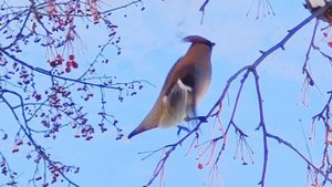 Зимние птицы Среднего Урала