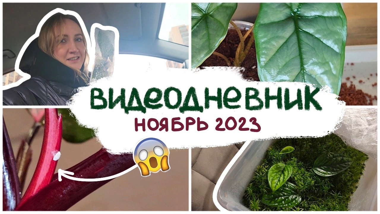 ВИДЕОДНЕВНИК цветовода | принесла МУЧНИСТОГО ЧЕРВЕЦА! | ноябрь 2023 смотреть онлайн