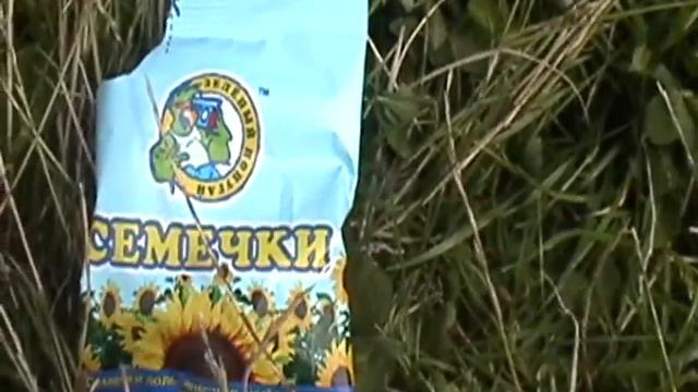 Зелёный попугай смотреть онлайн