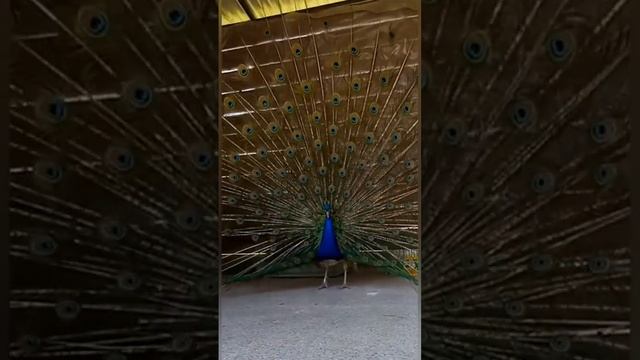 Павлин круто станцевал ЛЕЗГИНКУ на глазах у посетителей зоопарка! Peacock dancing lezginka