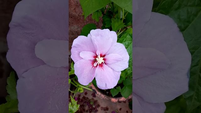 Purple hibiscus/ single petal hibiscus turn into double petals. Care and proportions смотреть онлайн