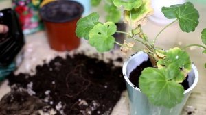 Пересаживаю купленные черенки пеларгоний. Можно ли обрезать пеларгонию во время пересадки?