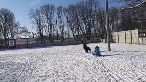 Тервюрен и Грюнендаль прекрасные семейные собаки!