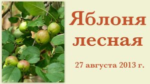 Яблоня лесная 27 августа 2013