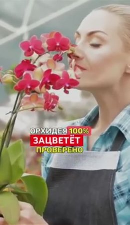 Если ОРХИДЕЯ НЕ ХОЧЕТ ЦВЕСТИ, поможет простой секрет