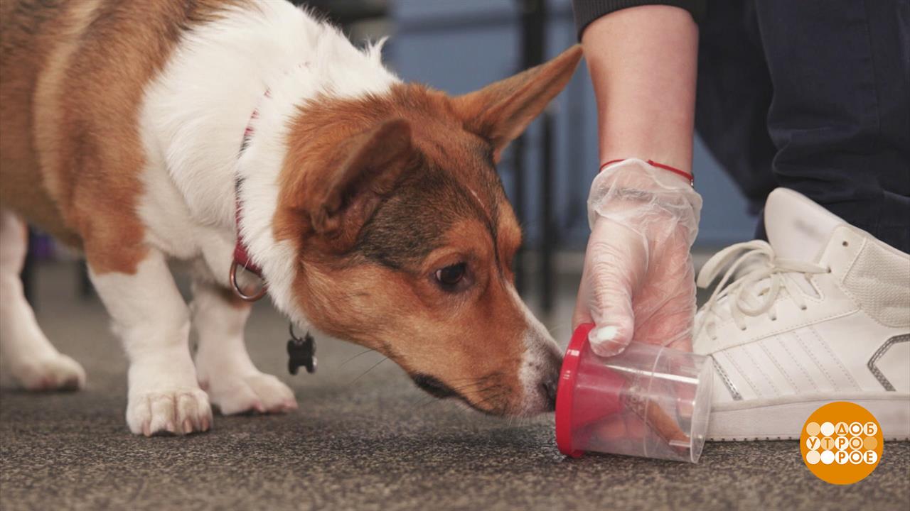 Корица ищет корицу. Доброе утро. Фрагмент выпуска от 08.11.2023