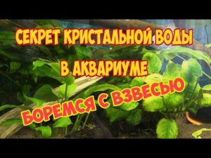 Секрет чистой воды в аквариуме. Простое приспособление против взвеси в воде.