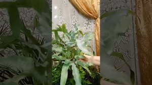 Купить комнатные цветы в горшках, Симферополь