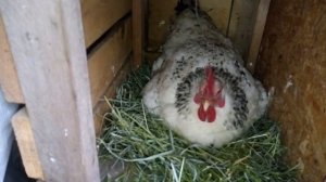 Какие яйца несут куры мастер Грей !?Gray Master Chickens Carry Super Eggs