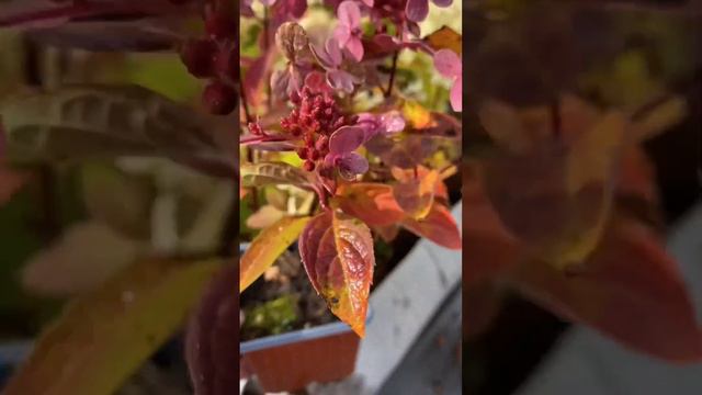 Что надо знать при покупке гортензии