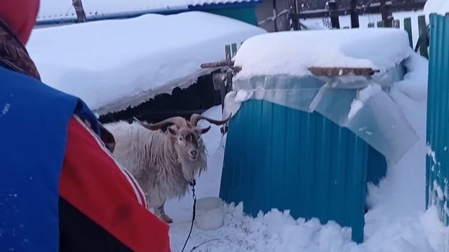 Святой родник. Козел он и есть козел. смотреть онлайн