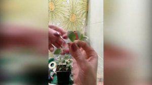 ЧЕРЕНКОВАНИЕ ГОРТЕНЗИЙ с результатом . Гортензии из холодильника. Часть 3