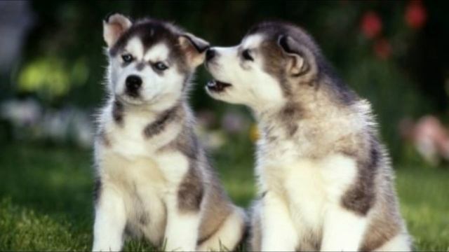Pomsky Top 10 Interesting Facts смотреть онлайн